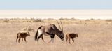 Oryx