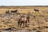 red hartebeest and zebras