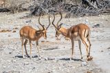 sparing impala