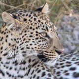 leopard