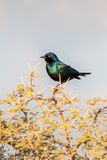 starling