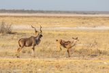 kudus