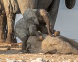 young elephants tussling