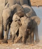 young elephants tussling