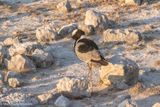 blacksmith lapwing