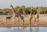 giraffes at the watering hole