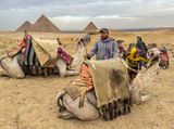 Camels with Pyramids at Giza in background