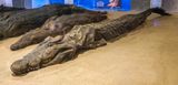 mummified crocodiles
