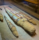 mummified crocodiles