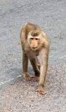 Monkey at Angkor Thom