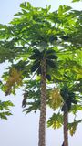 Papaya tree