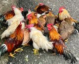 Chickens at the market