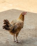 Farm chicken