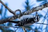 Pic chevelu - Hairy woodpecker - Picoides villosus - Picids