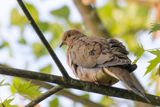 Tourterelle triste - Mourning Dove - Zenaida macrouma - Columbids