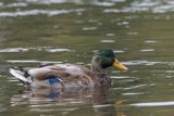 Canard Colvert - Mallard - Anas platyrhynchos - Anatids