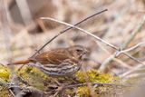 Bruant fauve - Fox Sparrow - Passerella iliaca - Embrizids