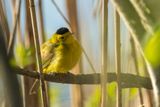 Paruline  calotte noire - Wilsons warbler - Cardellina pusilla - Parulids