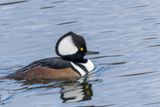 Harle couronn - Hooded merganser - Lophodytes cucullatus - Anatids