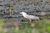 Bihoreau gris - Black-crowned Night-Heron - Nycticorax nycticorax - Ardids