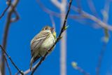 Moucherolle tchbec - Least Flycatcher - Empidonax minimus - Tyrannids
