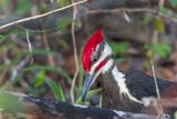 Grand Pic - Pileated woodpecker - Hylatomus pileatus - Picids