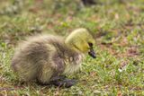 Bernache du Canada - Canada goose - Branta canadensis - Anatids