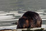 Castor - American Beaver - Castor canadensis - Castorids