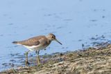 Chevalier solitaire - Solitary sandpiper - Tringa solitaria - Scolopacids