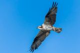 Balbuzard Pcheur - Osprey - Pandion haliaetus - Pandionids