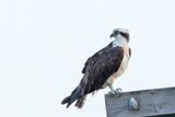 Balbuzard Pcheur - Osprey - Pandion haliaetus - Pandionids