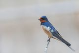 Hirondelle rustique - Barn swallow - Hirundo rustica - Hirundinids