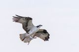 Balbuzard Pcheur - Osprey - Pandion haliaetus - Pandionids