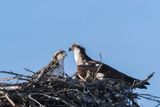 Balbuzard Pcheur - Osprey - Pandion haliaetus - Pandionids