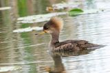 Harle couronn - Hooded merganser - Lophodytes cucullatus - Anatids