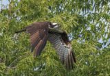 Balbuzard Pcheur - Osprey - Pandion haliaetus - Pandionids