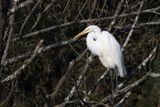 Grande Aigrette - Great Egret - Ardea alba - Ardids