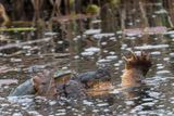 Chlydre serpentine - Common Snapping Turtle - Chelydra serpentina serpentina - Chlydrids