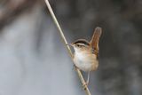 Troglodyte des marais - Marsh wren - Cistothorus palustris - Troglodytids