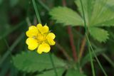 Potentille simple - Old Field Cinquefoil - Potentilla simplex - Rosaces