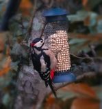 a woody woodpecker.jpg