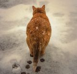 a cat on snow.jpg