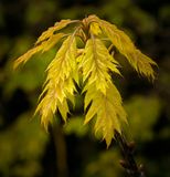 a new oak leaves.jpg