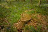 aa bluebells.jpg