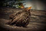 a the rough looking blackbird.jpg