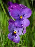 after the rain.jpg