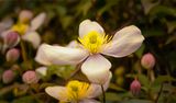 Clematis.jpg