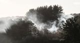 The Mist.jpg