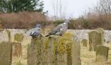 always make time to visit an old friend..jpg