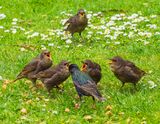 There is always one left out in the Cold..jpg